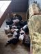 Boston Terrier Puppies for sale in Newland, NC 28657, USA. price: $1,000