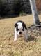 Boston Terrier Puppies for sale in Lansing, MI, USA. price: $621