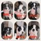 Boston Terrier Puppies for sale in Griffin, GA, USA. price: $1,500
