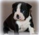 Boston Terrier Puppies for sale in Winnsboro, TX 75494, USA. price: NA