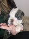 Boston Terrier Puppies for sale in Griffin, GA 30223, USA. price: NA