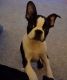 Boston Terrier Puppies for sale in London, OH 43140, USA. price: $60,000