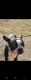 Boston Terrier Puppies for sale in Cordova, TN 38018, USA. price: NA