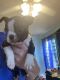 Boston Terrier Puppies for sale in Cleveland, GA 30528, USA. price: $1,000