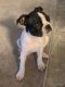 Boston Terrier Puppies for sale in Orlando, FL 32822, USA. price: NA
