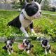 Boston Terrier Puppies for sale in Cookeville, TN, USA. price: $1,000