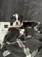 Boston Terrier Puppies for sale in Pocatello, ID, USA. price: $1,400