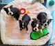 Boston Terrier Puppies for sale in Plano, TX, USA. price: $500