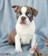 Boston Terrier Puppies for sale in Charles Town, WV 25414, USA. price: NA