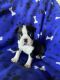 Boston Terrier Puppies for sale in Dillon, SC 29536, USA. price: $1,000