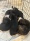 Boston Terrier Puppies for sale in 900 Tice Pl, Westfield, NJ 07090, USA. price: NA