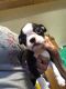 Boston Terrier Puppies for sale in Stroud, OK, USA. price: $800