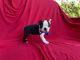 Boston Terrier Puppies for sale in Whittier, CA, USA. price: $800