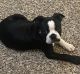 Boston Terrier Puppies for sale in Gladstone, MO, USA. price: $1,200