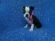 Boston Terrier Puppies for sale in Hacienda Heights, CA, USA. price: $899