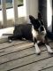 Boston Terrier Puppies for sale in Sandy Springs, GA, USA. price: $900