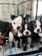 Boston Terrier Puppies for sale in Laredo, TX, USA. price: $750