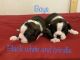 Boston Terrier Puppies for sale in TN-61, Andersonville, TN, USA. price: NA