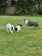 Boston Terrier Puppies for sale in Bartow, FL, USA. price: $900