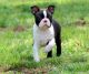 Boston Terrier Puppies for sale in Winnsboro, TX 75494, USA. price: NA