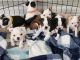 Boston Terrier Puppies for sale in DeLand, FL, USA. price: NA