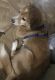 Boston Terrier Puppies for sale in Acworth, GA 30101, USA. price: NA
