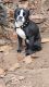 Boston Terrier Puppies for sale in Pontotoc, MS 38863, USA. price: $300