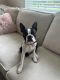 Boston Terrier Puppies for sale in Lutz, FL 33548, USA. price: NA