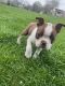 Boston Terrier Puppies for sale in Montgomery, IL, USA. price: $1,000