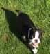 Boston Terrier Puppies for sale in New York, NY, USA. price: $350