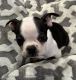 Boston Terrier Puppies for sale in Pueblo, CO, USA. price: $900