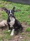 Boston Terrier Puppies for sale in La Grange, TX 78945, USA. price: $300