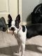 Boston Terrier Puppies for sale in Berryville, AR 72616, USA. price: $200
