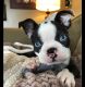 Boston Terrier Puppies for sale in Salem, UT, USA. price: $700