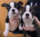Boston Terrier Puppies for sale in Salem, UT, USA. price: $700
