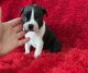 Boston Terrier Puppies for sale in La Habra, CA 90631, USA. price: NA