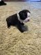 Boston Terrier Puppies for sale in Daytona Beach, FL, USA. price: $1,000