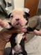 Boston Terrier Puppies for sale in Redford Charter Twp, MI, USA. price: NA