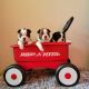 Boston Terrier Puppies