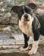 Boston Terrier Puppies for sale in Pocatello, ID, USA. price: $750