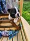 Boston Terrier Puppies for sale in Post Falls, ID 83854, USA. price: NA