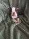 Boston Terrier Puppies for sale in Inverness, FL, USA. price: NA
