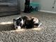 Boston Terrier Puppies for sale in St. Louis, MO 63128, USA. price: NA