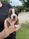 Boston Terrier Puppies for sale in Fredonia, KS 66736, USA. price: $800