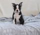 Boston Terrier Puppies for sale in Philippi, WV 26416, USA. price: NA