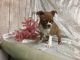 Boston Terrier Puppies for sale in Clarksburg, WV, USA. price: NA