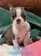 Boston Terrier Puppies for sale in Mobile, AL, USA. price: $120,000