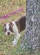 Boston Terrier Puppies for sale in Berrien Springs, MI 49103, USA. price: NA