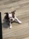 Boston Terrier Puppies for sale in Baytown, TX, USA. price: NA