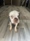Boston Terrier Puppies for sale in Riverside, NJ 08075, USA. price: NA